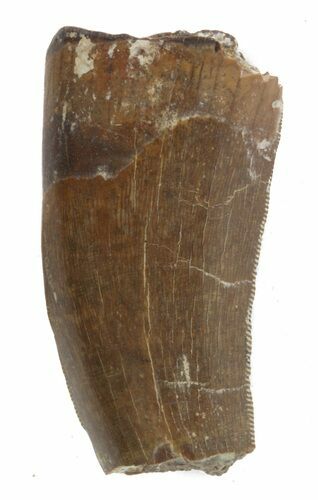Partial Tyrannosaur Tooth - Montana #42881